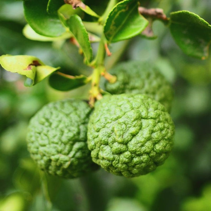 Bergamot Essential Oil (Net Qty: 10 ml)