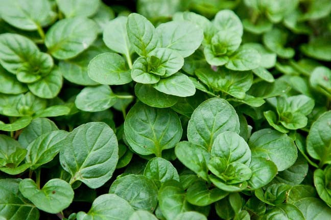 Bergamot Mint Essential Oil (Net Qty: 10 ml)