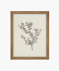 Framed botanical illustration of a plant with intricate black leaves and buds on a cream background. The gold frame adds a classic touch. | SW Home