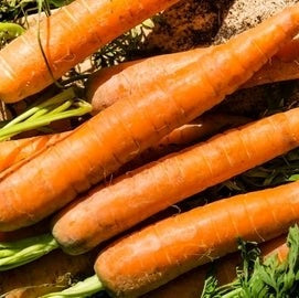 Carrot Seed Essential Oil (Net Qty: 10 ml)