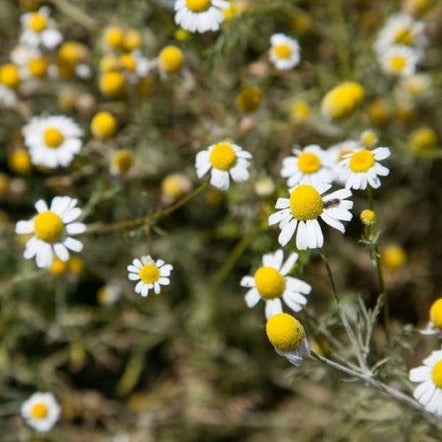 Chamomile