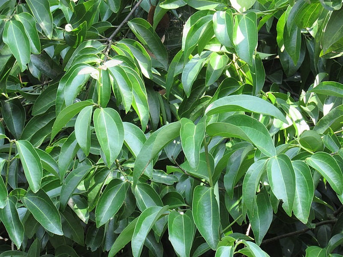 Cinnamon Bark Essential Oil (Net Qty: 10 ml)