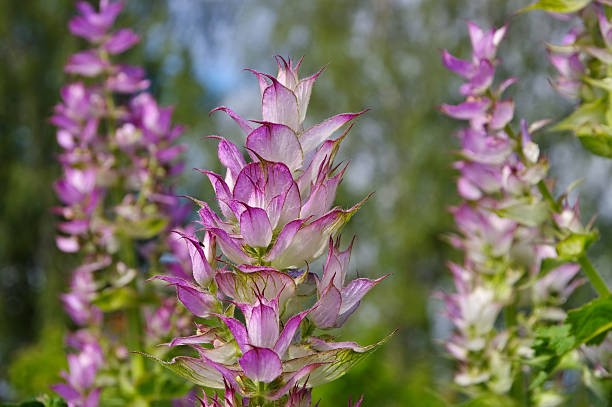 Clary Sage plant