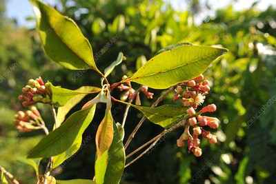 Clove Bud Essential Oil (Net Qty: 10 ml)