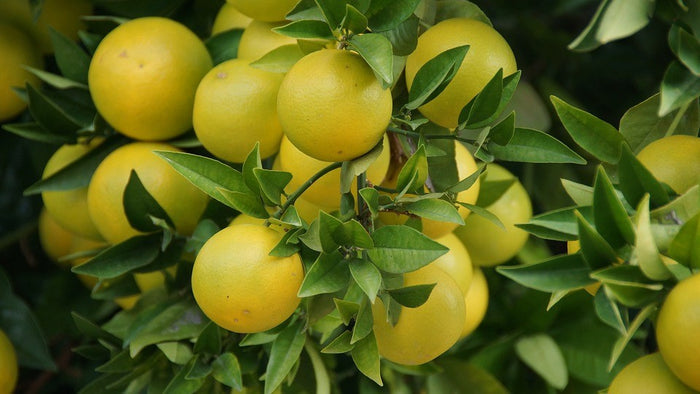 Grapefruit Essential Oil (Net Qty: 10 ml)