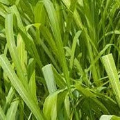 Lemongrass Essential Oil (Net Qty: 10 ml)