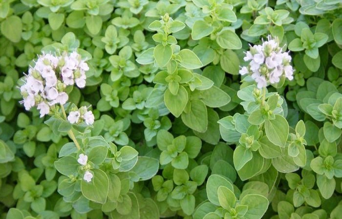 Marjoram Essential Oil (Net Qty: 10 ml)