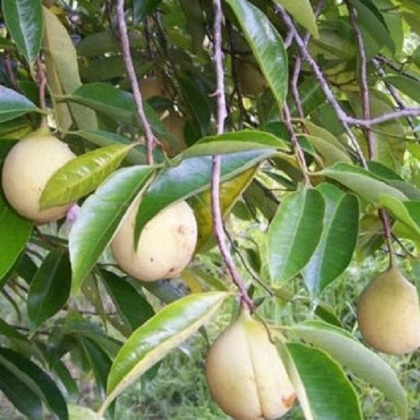 Nutmeg plant