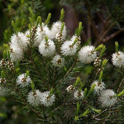 Tea Tree plant