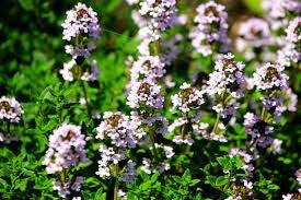 Thyme ct. thymol Essential Oil (Net Qty:10 ml)