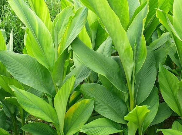 Turmeric Root Essential Oil (Net Qty:10 ml)